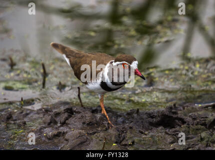 Drei-banded Regenpfeifer, Tarangire Nationalpark, Tansania Stockfoto