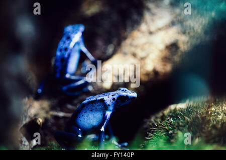 Nahaufnahme des blauen vergiften Pfeil Frösche auf Baum Stockfoto