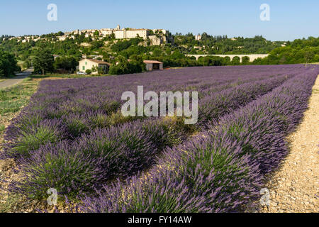 Lavendel-Feld, Dorf Sault, Alpes-de-Haute-Provence, Landschaft, Provence, Frankreich Stockfoto