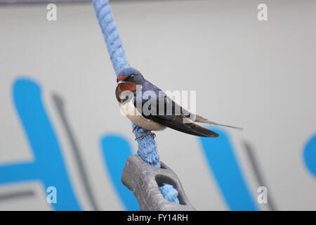 Rauchschwalbe sitzt auf einem Seil. Stockfoto