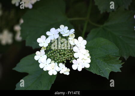 Blüten einer Guelder Rose (Viburnum Opulus). Stockfoto
