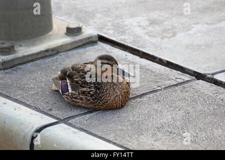 Weibliche Stockente sitzen am Rand des Wassers. Stockfoto