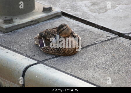 Weibliche Stockente sitzen am Rand des Wassers. Stockfoto