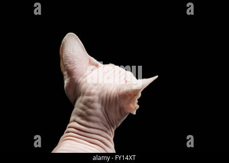 Rückansicht des haarlose Sphynx Katzen vor schwarzem Hintergrund Stockfoto