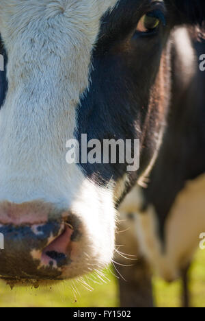 Gesicht prim'holstein Kuh Stockfoto