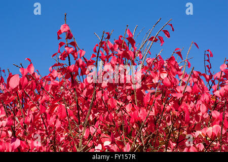 Nahaufnahme von einem brennenden Busch mit dem blauen Himmel im Hintergrund Stockfoto