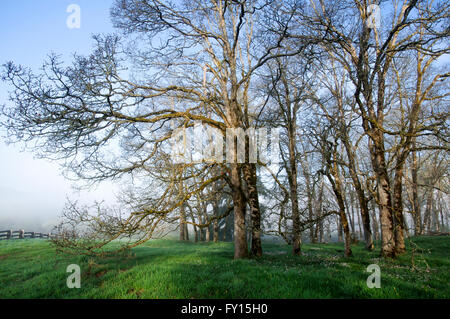 Garry Oak Somenos bewahren, Duncan, British Columbia, Kanada Stockfoto