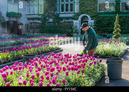 Gärtner, den italienischen Garten, Butchart Gardens, Brentwood Bay, in der Nähe von Victoria, Britisch-Kolumbien, Kanada Stockfoto