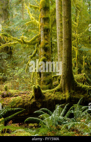 Alte Regenwald, Cathedral Grove, Vancouver Island, British Columbia, Kanada Stockfoto