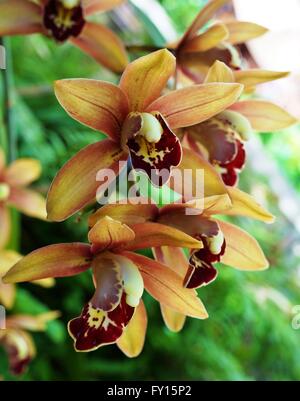 Orange-braunen Orchidee Blüte Dendrobium Stockfoto