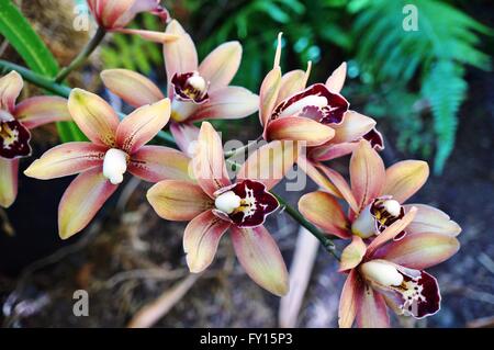 Orange-braunen Orchidee Blüte Dendrobium Stockfoto