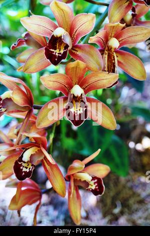 Orange-braunen Orchidee Blüte Dendrobium Stockfoto