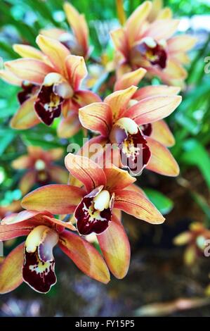 Orange-braunen Orchidee Blüte Dendrobium Stockfoto