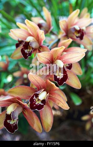 Orange-braunen Orchidee Blüte Dendrobium Stockfoto