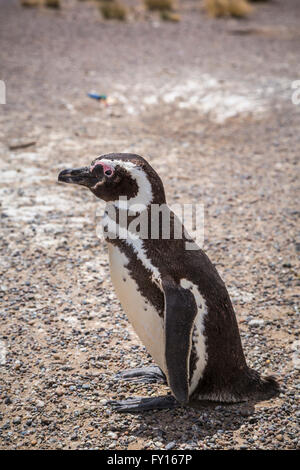 Der Magellan Pinguin (Spheniscus Magellanicus) an ihre Kolonie in Punta Tombo, Argentinien, Südamerika. Stockfoto