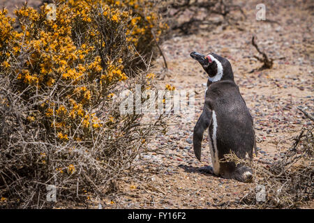 Der Magellan Pinguin (Spheniscus Magellanicus) an ihre Kolonie in Punta Tombo, Argentinien, Südamerika. Stockfoto