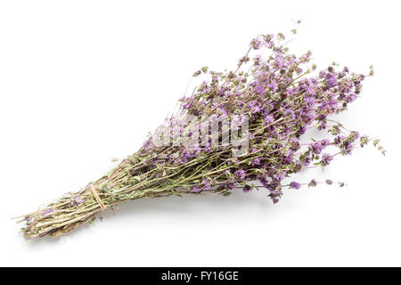 Handvoll getrocknete Zweige einer Pflanze Mentha Pulegium isoliert auf weißem Hintergrund Stockfoto