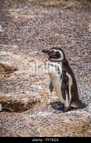 Der Magellan Pinguin (Spheniscus Magellanicus) an ihre Kolonie in Punta Tombo, Argentinien, Südamerika. Stockfoto