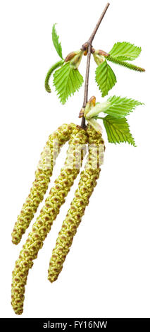 Frühling Birken Knospen isoliert auf einem weißen Hintergrund. Stockfoto