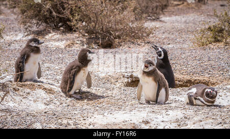 Der Magellan Pinguin (Spheniscus Magellanicus) an ihre Kolonie in Punta Tombo, Argentinien, Südamerika. Stockfoto