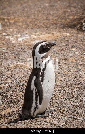 Der Magellan Pinguin (Spheniscus Magellanicus) an ihre Kolonie in Punta Tombo, Argentinien, Südamerika. Stockfoto