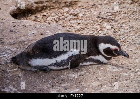 Der Magellan Pinguin (Spheniscus Magellanicus) an ihre Kolonie in Punta Tombo, Argentinien, Südamerika. Stockfoto