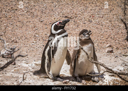 Der Magellan Pinguin (Spheniscus Magellanicus) an ihre Kolonie in Punta Tombo, Argentinien, Südamerika. Stockfoto