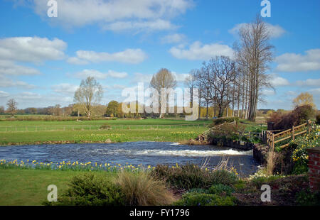 Frühling in englische Landschaft, mit Narzissen, als eine Schleuse kontrolliert der Fluss fließen auf einer Schwemmebene Stockfoto