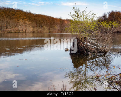 Pleasantville, NY bemalt 18. April 2016 - ein paar Schildkröten (Chrysemys Picta) Sonne sich auf einem Felsen in Swan Lake. Ungewöhnlich warme Wetter macht einen Frühlingstag fast Lust auf Sommer als Temperaturen Top 70 Grad Fahrenheit in Rockefeller Preserve State Park im Hudson River Valley, Westchester County, New York. Bildnachweis: Marianne A. Campolongo/Alamy Live-Nachrichten Stockfoto