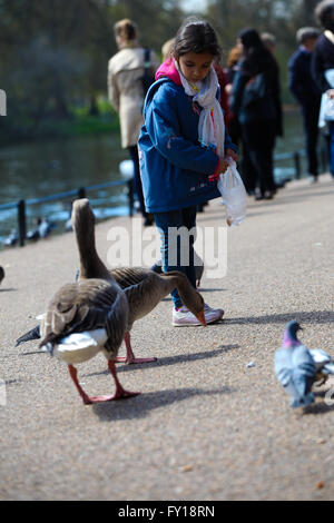 St James Park, London 19. April 2016. UK-Wetter: Ein junges Mädchen füttert die Vögel an einem warmen sonnigen Tag im Londoner St. James Park. Bildnachweis: Dinendra Haria/Alamy Live-Nachrichten Stockfoto