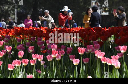 Peking, China. 20. April 2016. Menschen sehen Tulpe im Zhongshan-Park in Peking, Hauptstadt von China, 20. April 2016. © Li Xin/Xinhua/Alamy Live-Nachrichten Stockfoto