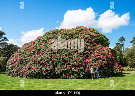 eine riesige Rhododendron-Busch am Tregothnan Anwesen in der Nähe von Truro in Cornwall, Großbritannien Stockfoto