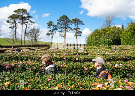 Die Kamelie Labyrinth Tregothnan Anwesen Gardens in der Nähe von Truro in Cornwall, Großbritannien Stockfoto