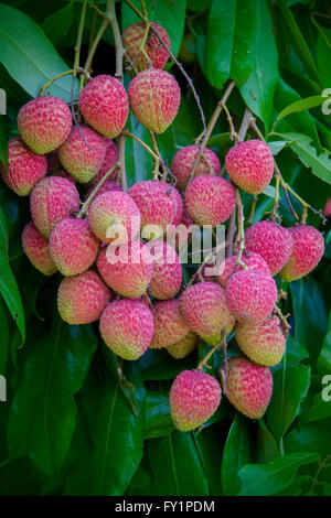 Litschi Früchte, Lokal "lichu. © jahangir Alam onuchcha/alamy Stock Foto Stockfoto