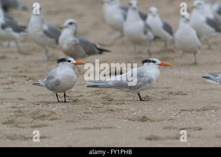 Königliche Seeschwalbe, eine mittlere weiße und graue Seevogel mit einer schwarzen Kappe und orange Rechnung, stehend auf dem Sand in Huntington Beach. Stockfoto