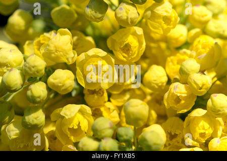 Makroaufnahme einer Mahonie (Mahonia Aquifolium) Frühjahr blühen im Garten Stockfoto