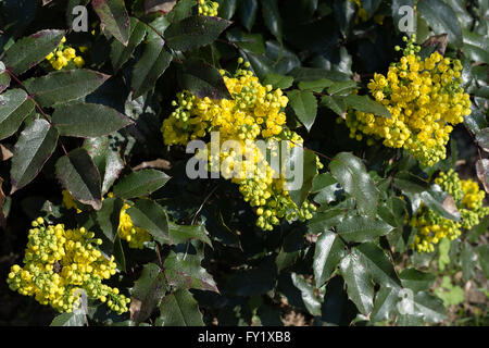 Mahonie (Mahonia Aquifolium) Frühjahr blühen im Garten blühen Stockfoto