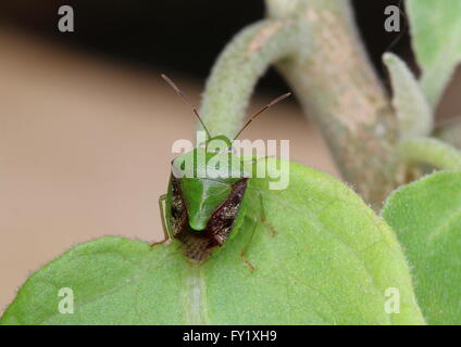 Grünes Schild Bug gefunden auf einer Aubergine-Pflanze Stockfoto