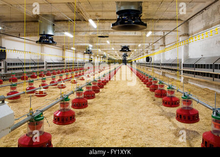 Moderne und neue automatisierte integrierte Geflügelfarm Stockfoto