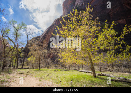 Die Sonne scheint auf die gelben Blätter eines Baumes in der Schlucht des Zion Nationalparks im südlichen Utah. Stockfoto