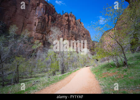 Trail führt durch den Zion Canyon gegen den Tempel des Sinawava im südlichen Utah. Stockfoto