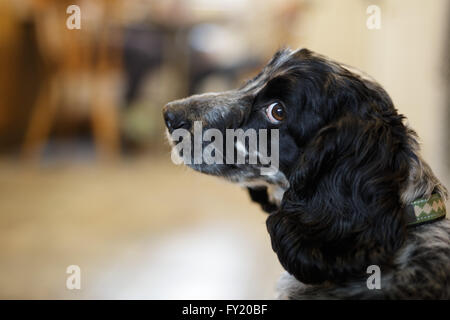 Schwarz / weiß Cocker Spaniel Hund schaut über seine Schulter in einer Küche der Familie. Stockfoto