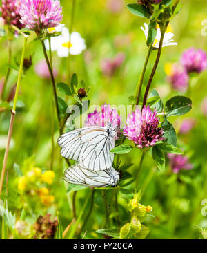 Zwei schwarze Veined White (Aporia Crataegi) Schmetterlinge Paarung Stockfoto