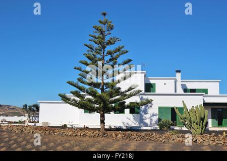 Schöne Araucaria, Feld und typischen weißen Haus auf Lanzarote, Kanarische Inseln, Spanien. Stockfoto