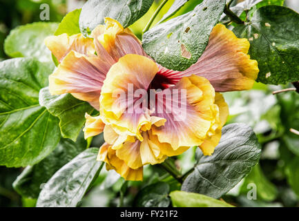 Orange Hibiskusblüte. Hibiskus ist eine Gattung von Blütenpflanzen in der Malve Familie Malvaceae. Detaillierten natürliche Szene. Stockfoto