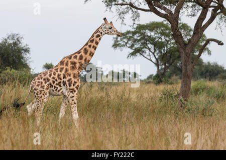 Rothschild Giraffen (Giraffa Plancius Rothschildi), Murchinson Falls National Park, Uganda Stockfoto