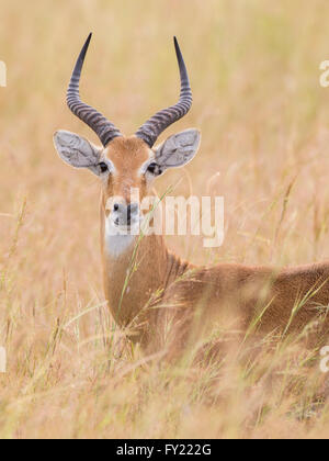 Ugandan Kob (Kobus Kob Thomasi), Murchinson Falls National Park, Uganda Stockfoto