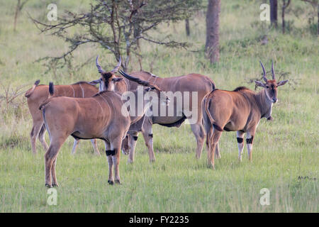 Elands (Tauro Oryx), Lake Mburo National Park, Uganda Stockfoto