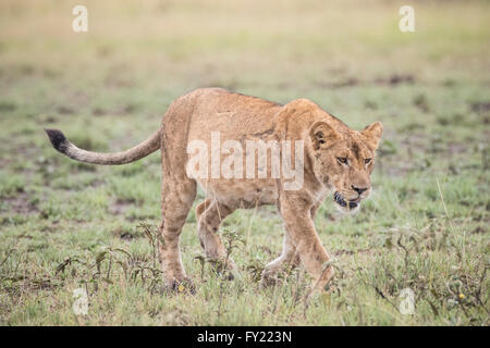 Löwe (Panthera Leo), Queen Elizabeth National Park, Uganda Stockfoto