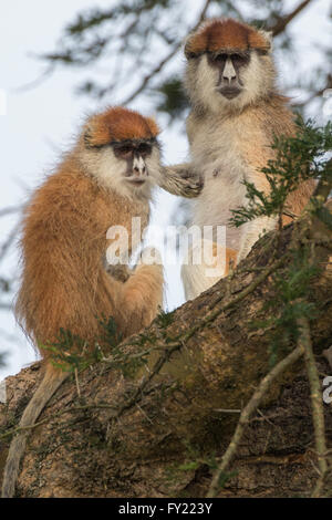 Husarenaffen (Erythrocebus Patas), Murchinson Falls Nationalpark, Uganda Stockfoto